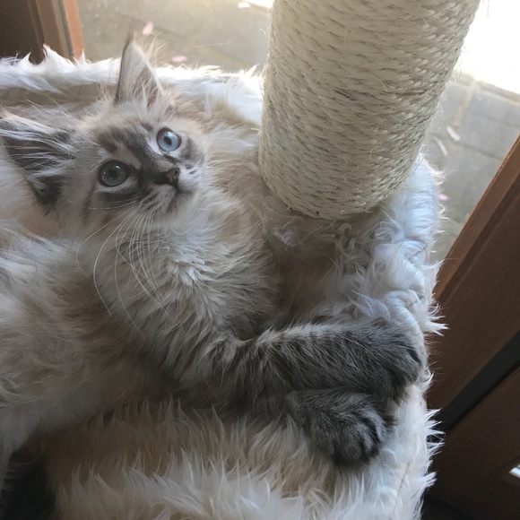 Meet your Posher, Pam - Picture 1 of 1